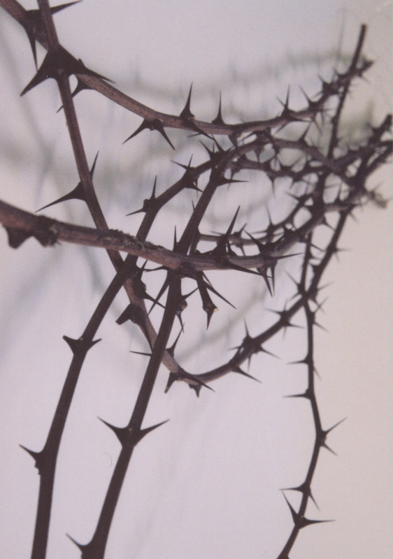 01 thorns 01.jpg