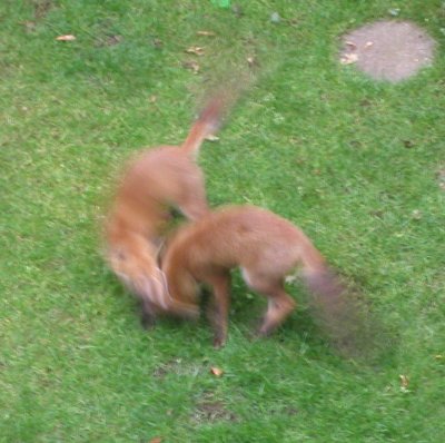 fox cubs playing in the garden