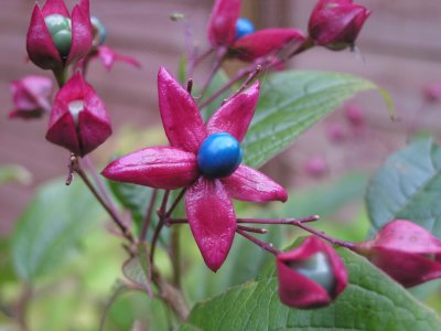 blue berries