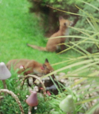 fox cubs march 2005