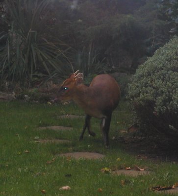deer-in the garden - 29.jpg