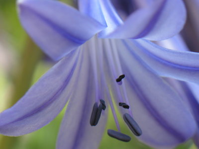 in the garden - agapanthus