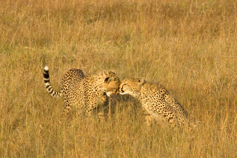 <i>Acinonyx jubatus</i><br>Cheetah