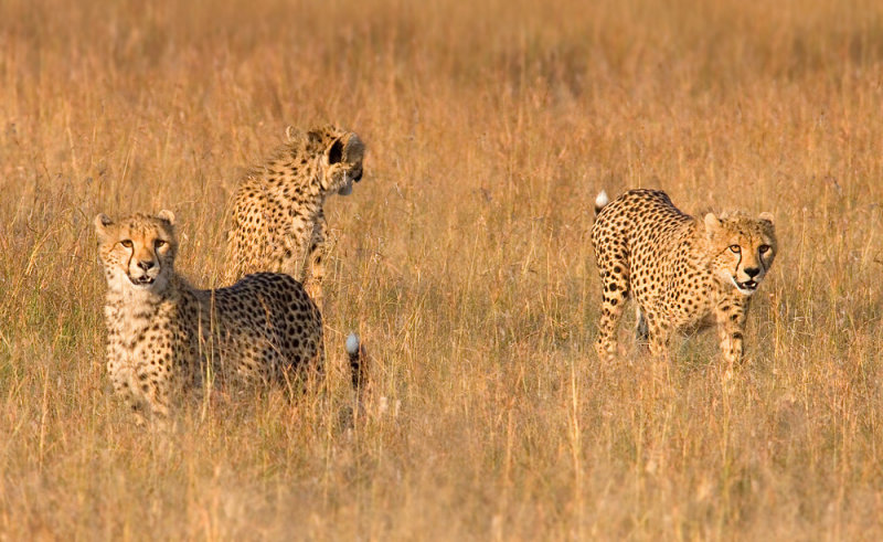 <i>Acinonyx jubatus</i><br>Cheetah