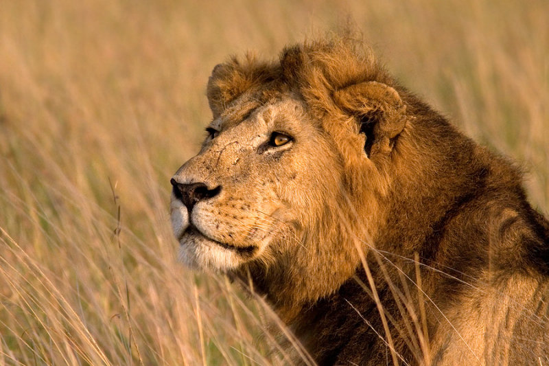 <i>Panthera leo</i><br>Lion