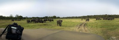 elephants panorama