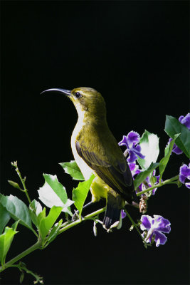Cinnyris jugularisOlive-backed Sunbird