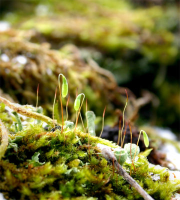 moss scape