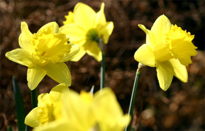 daffodils