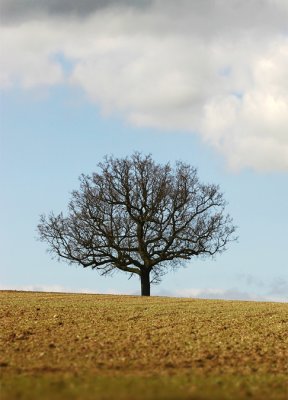 lone tree