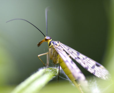 scorpianfly.jpg