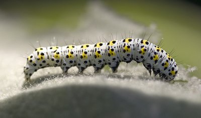 caterpillarrrr.jpg
