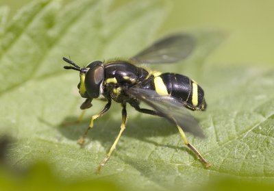 hoverfly.jpg