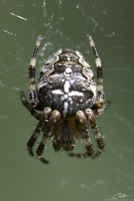 garden spider.jpg
