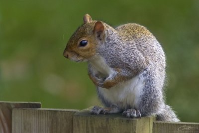 greysquirrel.jpg