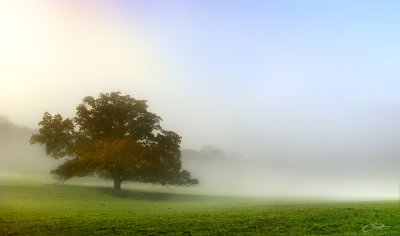 Foggy tree