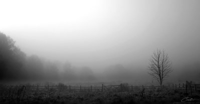 misty tree gate b+w