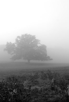 misty tree b+w
