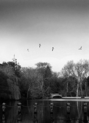 Gull spacing B&W