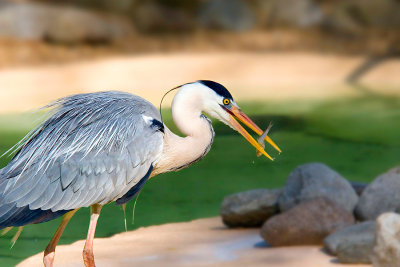 Ardea cinerea Grey Heron