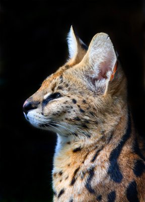 serval.jpg