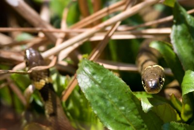 Natrix natrixGrass snake