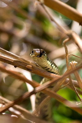 Natrix natrixGrass snake