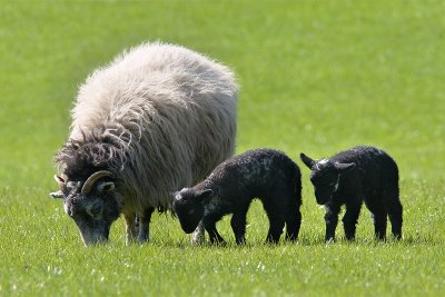 Sheep, Hathersage