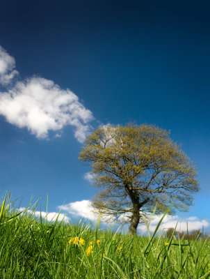 Tree, Hathersage