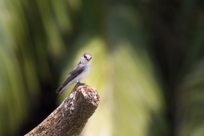 Tachycineta albilineaMangrove Swallow