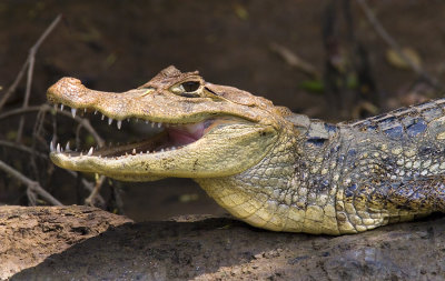 Caiman crocodilus Speckled Caimen