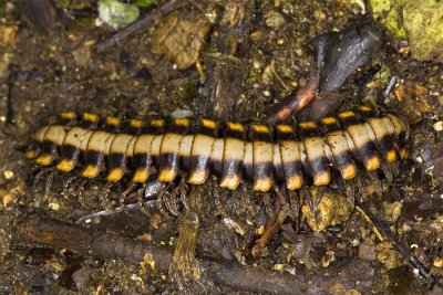 Myriapoda (Millipedes and Centipedes)