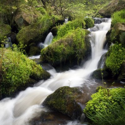 Wyming Brook Crop