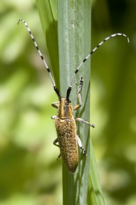 Agapanthia villosoviridescensLonghorn Beetle