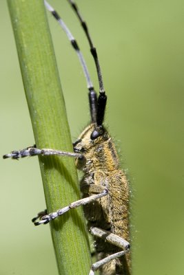 Agapanthia villosoviridescensLonghorn Beetle