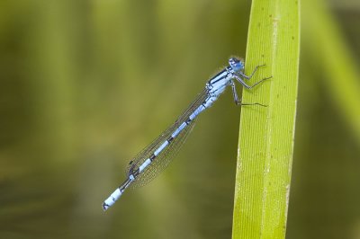 Enallagma cyathigerumCommon Blue Damselfly