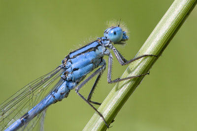 Enallagma cyathigerumCommon Blue Damselfly