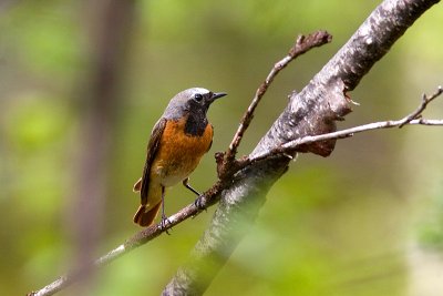 Muscicapidae (Old world flycatchers)