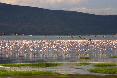 Phoenicopteriformes (Flamingos)