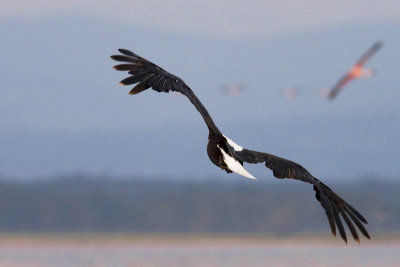 Haliaeetus vociferAfrican Fish Eagle