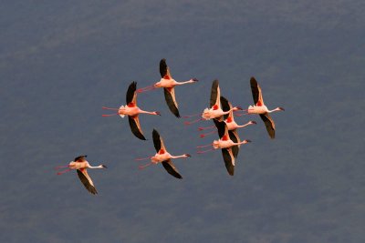 Phoenicopterida Flamingos