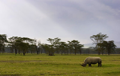 Rhinocerotidae (Rhinos)