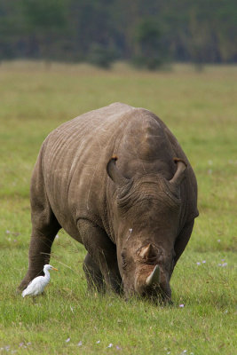 Ceratotherium simum White Rhinoceros