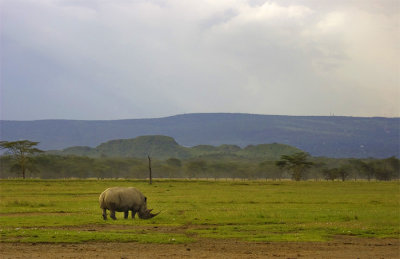 Ceratotherium simum White Rhinoceros