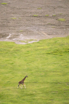 Giraffa camelopardalis rothschildi Rothschild Giraffe
