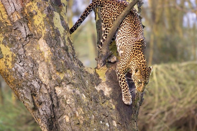 Panthera pardus pardus African Leopard