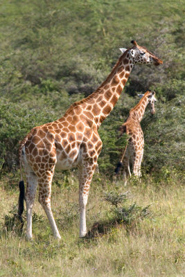 Giraffa camelopardalis rothschildi Rothschild Giraffe