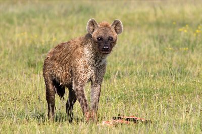 Crocuta crocuta Spotted Hyena