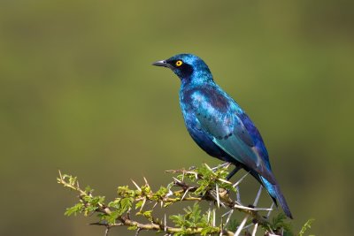 Lamprotornis chalybaeus Greater Blue-eared Glossy Starling