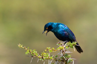 Lamprotornis chalybaeus Greater Blue-eared Glossy Starling